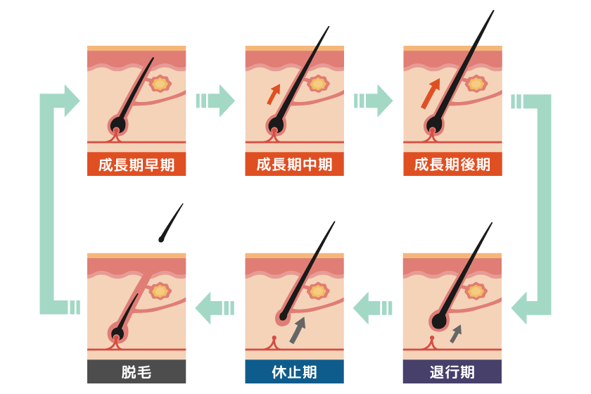 毛周期イメージイラスト